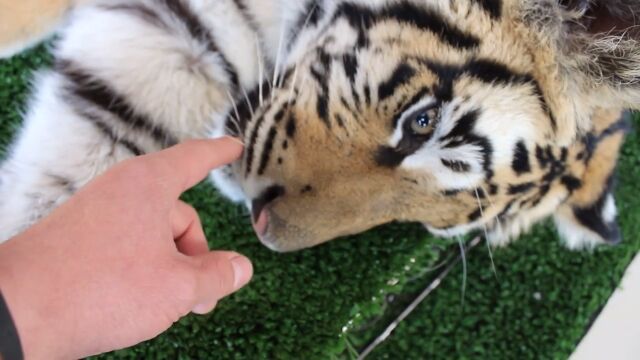 ̲ȥˤƥ顣äФޥ롦ߥ󤵤