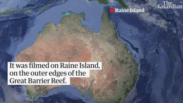 ユネスコ、オーストラリアのバリアリーフを「絶滅危惧種」に登録することを検討