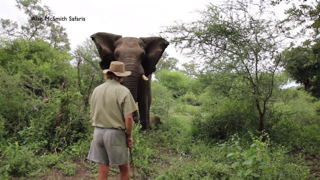 分かるけど怖い。ゾウに突進された際に、生き延びるための対処法
