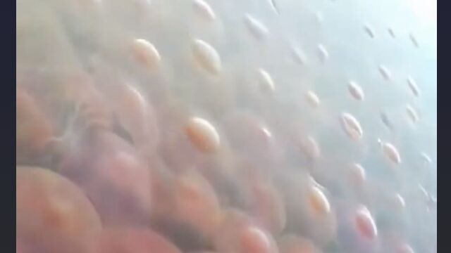 �ݤ����礭�ʥԥ󥯤Υ��饲��������̥ץ��ץ��⤤�Ƥ���ʤ�����