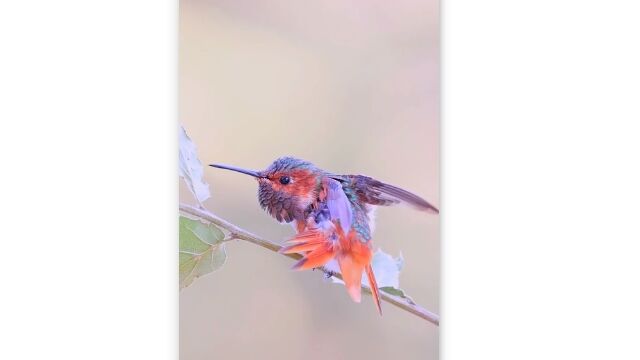 ���ץ�ץ�̤碌�ơ����ȥ�å����륢���ϥ��ɥ�