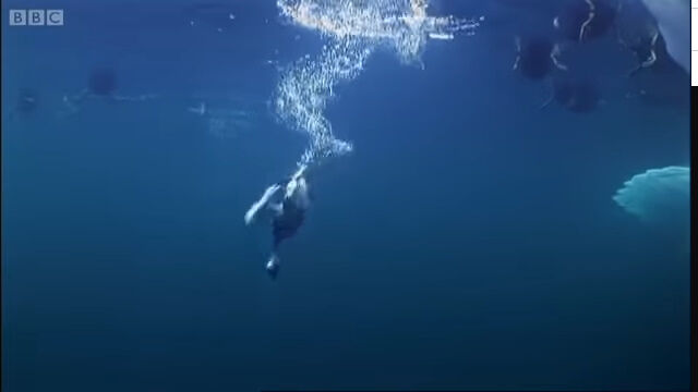 海底まで潜ってムール貝を食べる、潜水ガモの一種