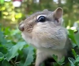 ��ä����®�ǥ⥷��⥷�㡢��ޤ��ǥ��������ޤ˵ͤ���ॷ�ޥꥹ