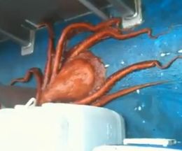 ������������ưʪ��ƨ���줬�ʤ��Ȼפ�줿�������פ�̾�꤫��ƨ˴�����ͻ�