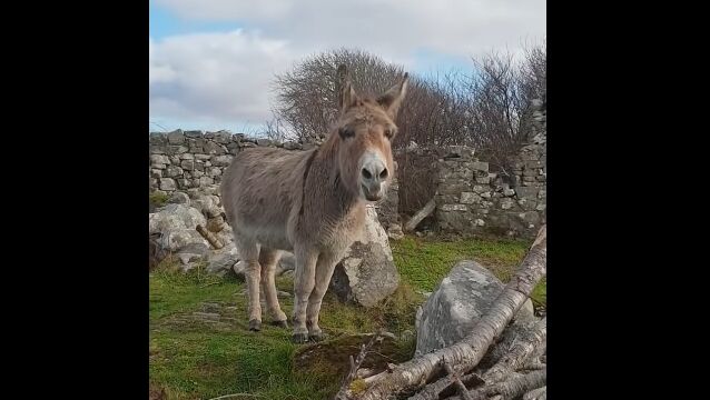�����ܤ�ȿ�������������ץ�Υܥ����ǲΤ�����