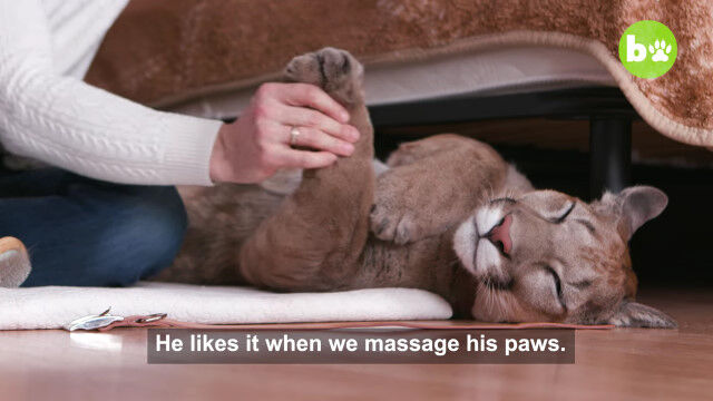 猫を飼うようにピューマを飼うロシア人カップルが凄い