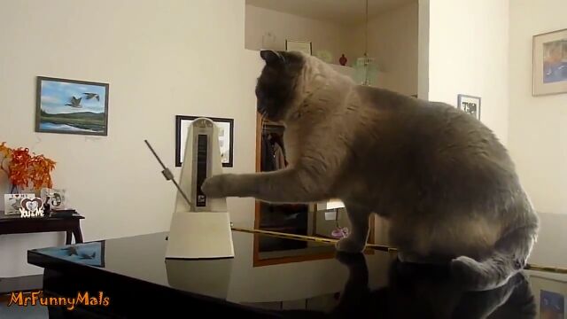 ����ư���ⵤ������ʤ���ǭ�ȥ�ȥ��Ρ���δط������򤤱�����