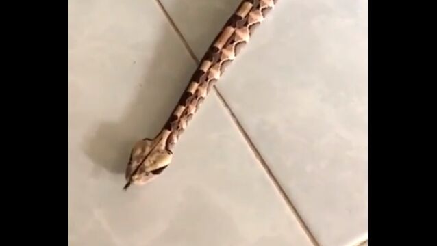�عԤ��ʤ���ľ���Τޤޥ������⤯�إӤ�������ॷ�ߤ����ǥ��⤫�襤��