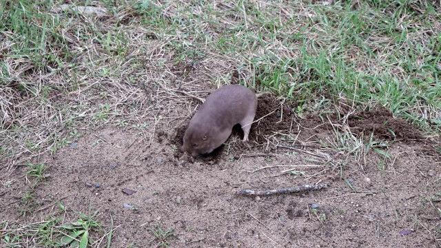 わずか2分で穴の中。ホリネズミという名前に違わぬ掘削能力が素晴らしい
