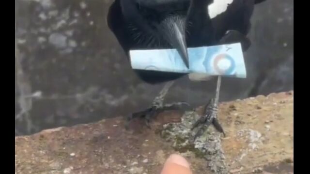 金を払えばエサを渡す、小鳥を相手にした取り引き