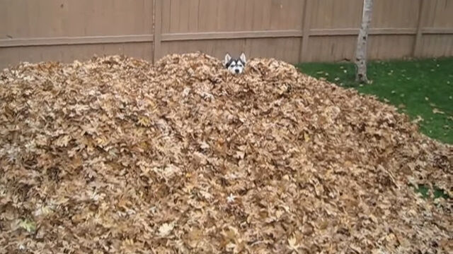 最高に楽しそう。こんもり積み上げた落ち葉の山に突っ込み泳ぐハスキー犬