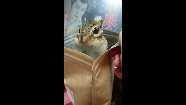 ҥ祳ҥ祳Ф걣줿ꡣߤˤܤ륷ޥꥹΥɥ뤯