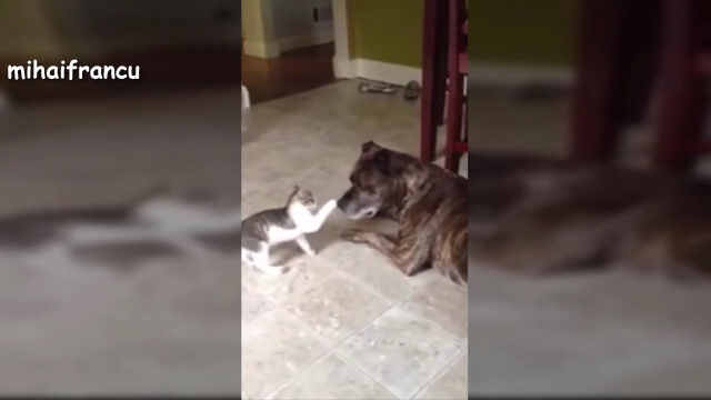 子猫と犬、初めて出会った2匹を撮影した微笑ましい映像集