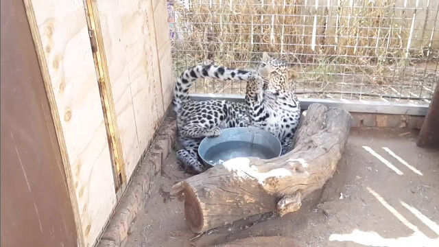 自分の尻尾が猫じゃらし。自分の尻尾にじゃれつく豹のカシウスくん