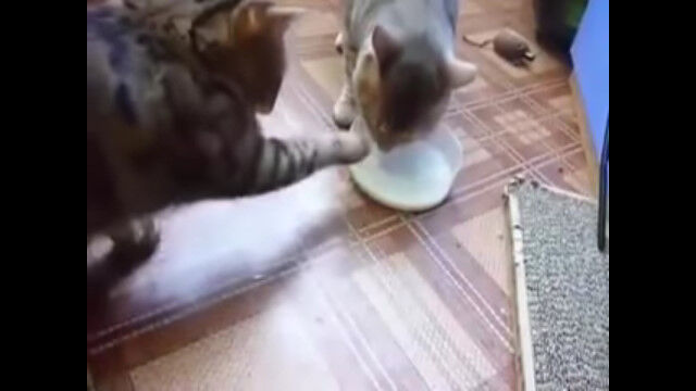 ǭ��2ɤ������ɴ��1�ġ��ߥ륯�����ä��ܥ����å���礦ǭ�����ο�������