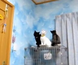 ���㥹�����ػҤ���֤��о줹�륵�Хȥ�ǭ�Υ��롼����