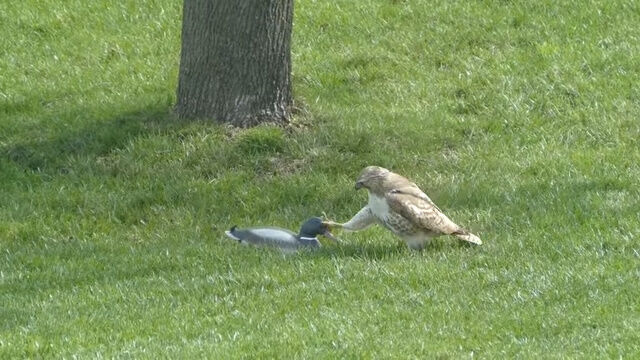 ���˥ꥢ��ʥ������ʪ�˺��Ǥ��Ĥġ���ĥ�äƼ������Ȥ��륿��