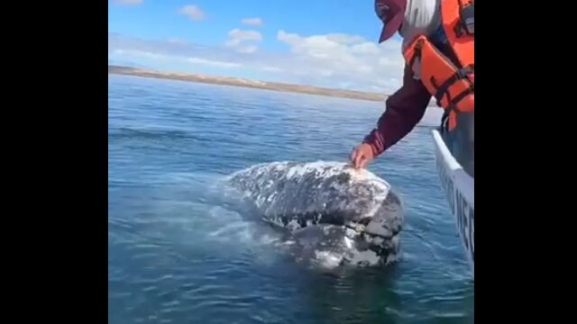 お掃除係としてクジラの信頼を得た男