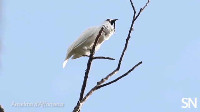 世界一大きな鳴き声をあげる鳥の記録を更新した、スズドリの鳴き声がこちら
