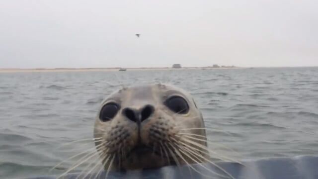 �֤���󥢥��饷�������ܡ��Ȥ˾�����Ǥ�����������Τ������äƤ�����