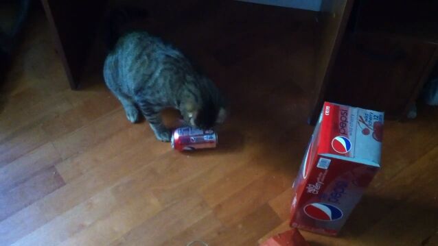 �ڥץ���������δ̤����ˤʤꡢ�����褦�ȴ�ĥ��ǭ