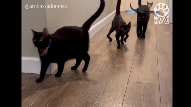 ��­�δ��������Τ褦�ʥ��˸ԡ��������������äѤ��ʹ�ǭ�����ꥨ�������