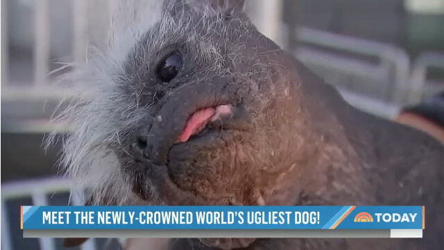 2022年の「世界一醜い犬」コンテスト優勝犬、ハッピーフェイスくん