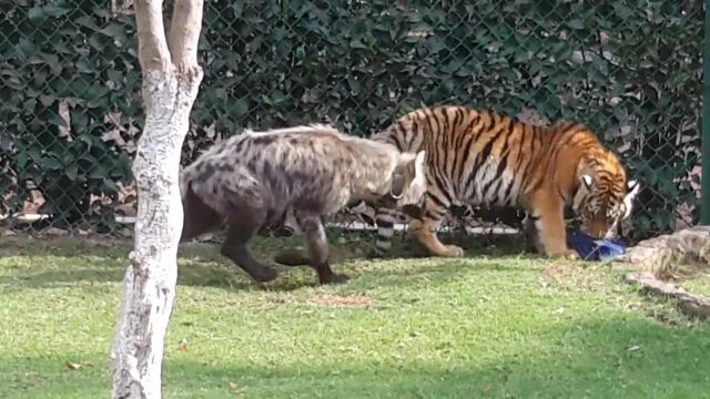 ����Τ褦�����ɤ�ͷ�֡��֤����ȥ���֤����ϥ�����