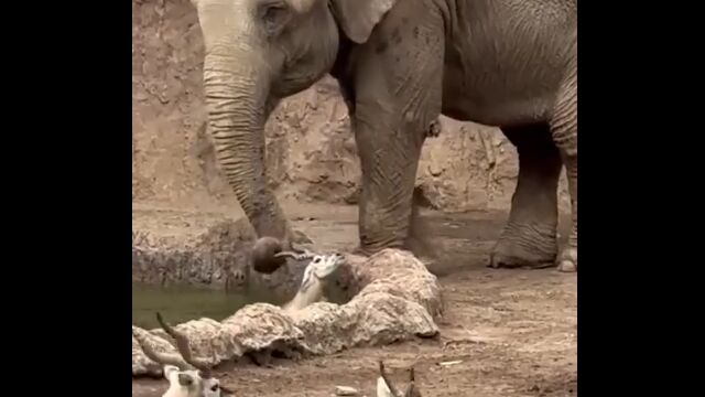 溺れるガゼルのツノを長い鼻で掴み、引っ張り上げる優しきゾウさん