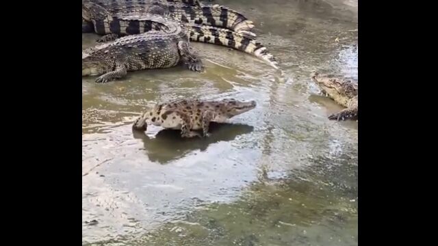 生まれつき尻尾のないワニ。ワニっぽさがだいぶ減る感じ