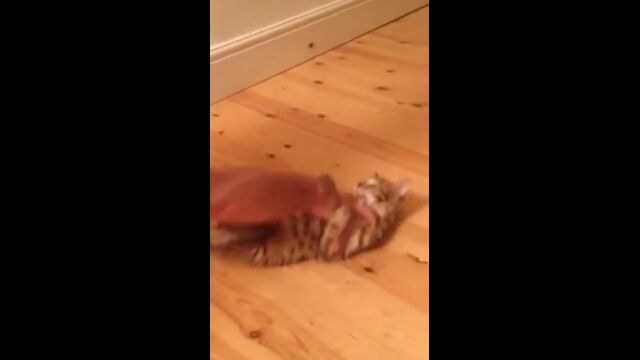 ֤⤦äơ⤦󡪡ץե󥰤Τڤƺ¥ǭ