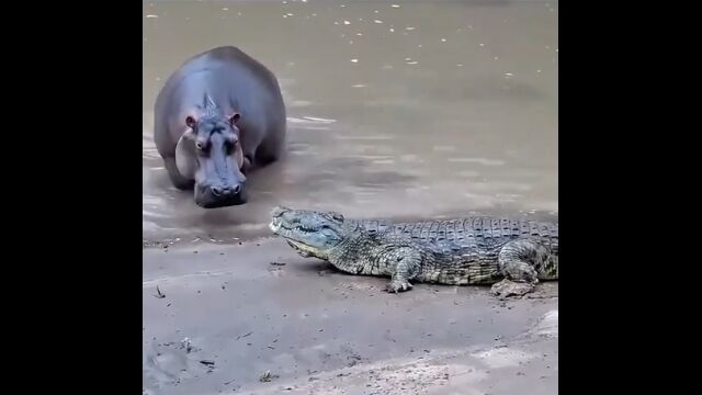 カバとワニ、一触即発の状態で向かい合う
