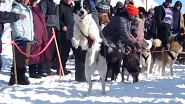 「早く走らせて!!」早く走りたくて仕方がない、犬ぞりレースの犬