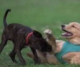 BGM�ȥ����������ǲ�����̵�̤�����ʡ�����ǵ���븤�α���