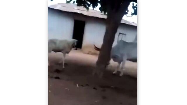 ͦ���ʤΤϤ�������ɡ��������˷��ޤ������꤬�����ä��ҥĥ�