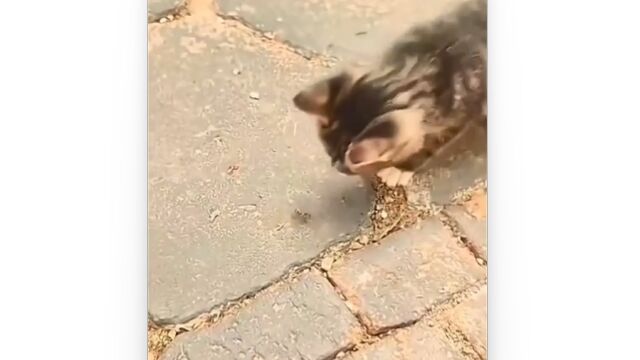 好奇心によりハチに近づいた猫、たいへんな顔に