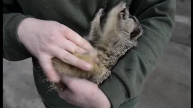くすぐられるのにとことん弱いミーアキャット その3