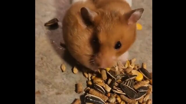 よくぞここまで詰め込んだものだと驚かされるハムスター