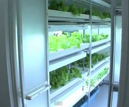 ǯ��1���������ڤ����ϤǤ����̺��ݿ�ʪ�����˥åȡ������ꥭ�塼��