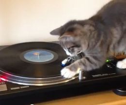 ������ǭDJ�������������ܥ֡��ޡ��꡼�ǥ�����å�����ǭ