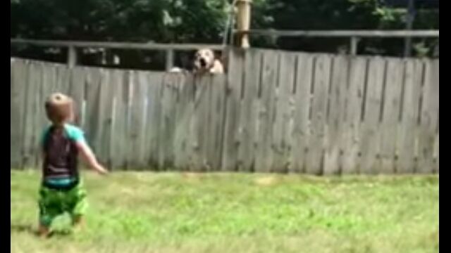 フェンス越しに仲良く遊ぶ、2歳児と隣の家のラブラドールレトリバー