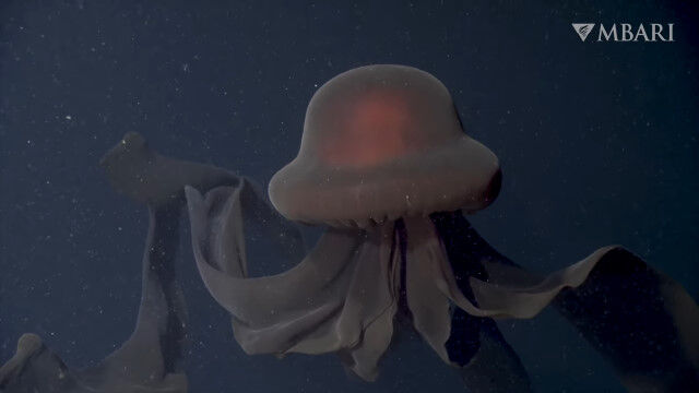 幻の巨大クラゲ、ダイオウクラゲと深海1,000メートル地点で遭遇。ゆったり漂う姿を鮮明に撮影