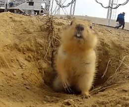 �ץ졼�꡼�ɥå�������ն�˥��������֡�����Υ�ǻ��Ƥ�������