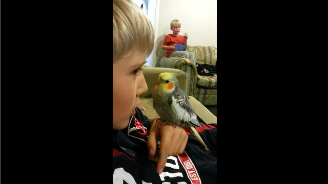 少年がクシャミをすると、真似してクシャミするオカメインコが可愛い