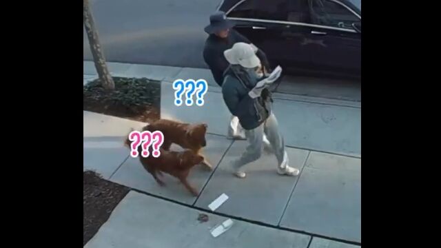 「飼い主が落とし物した！しかも気づいてない！？」……という状況にて、犬たちの反応