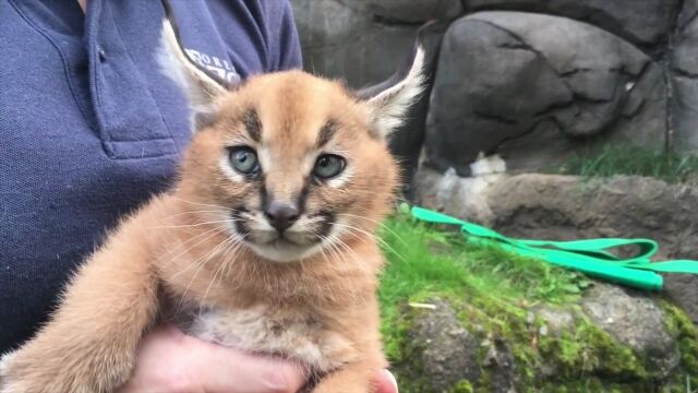 �������İ�����ͦ�ޤ��������饨�ꥢ��������������6���֤Υ��饫����֤����