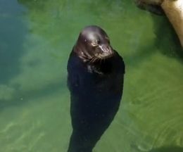 �������졩���̤�����Ф�����ž��³�����Ի׵Ĥʥϥ磻��󥯥����饷