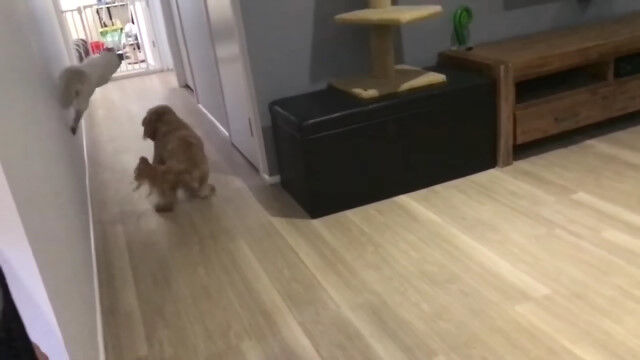 �������Ӥǲ���˲���ǭ�α�ưǽ�Ϥ���äѤ������������⡼��������