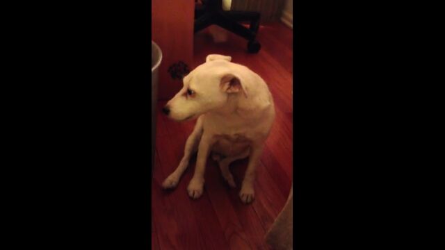 荒らされたゴミ箱の横で、後ろめたさにこっそり後ずさる犬