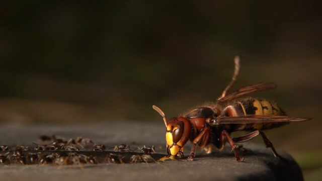 ڲաƱ̪˷륹Хȥꤿ򻣱Ƥäȥʱ